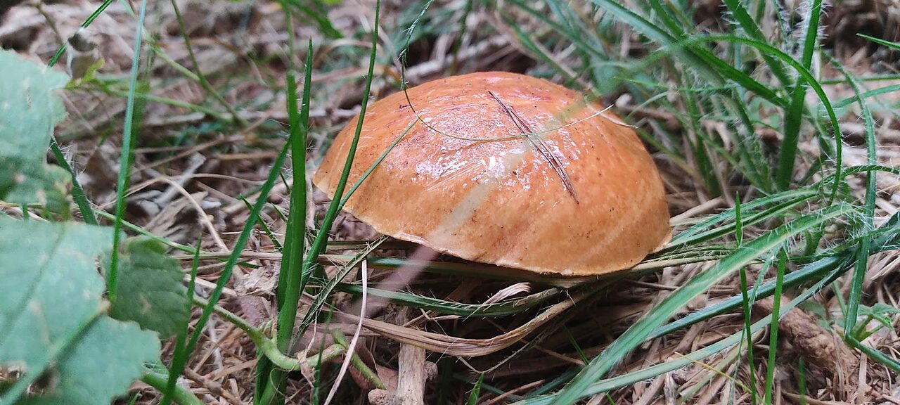 Dove andare a funghi in Brianza nel weekend: boschi da scoprire e le regole da conoscere