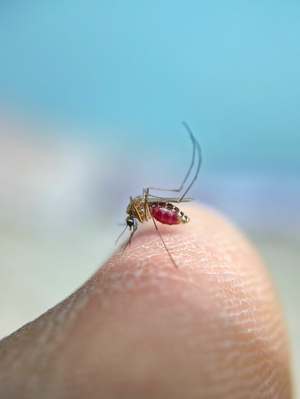 Allarme Dengue
