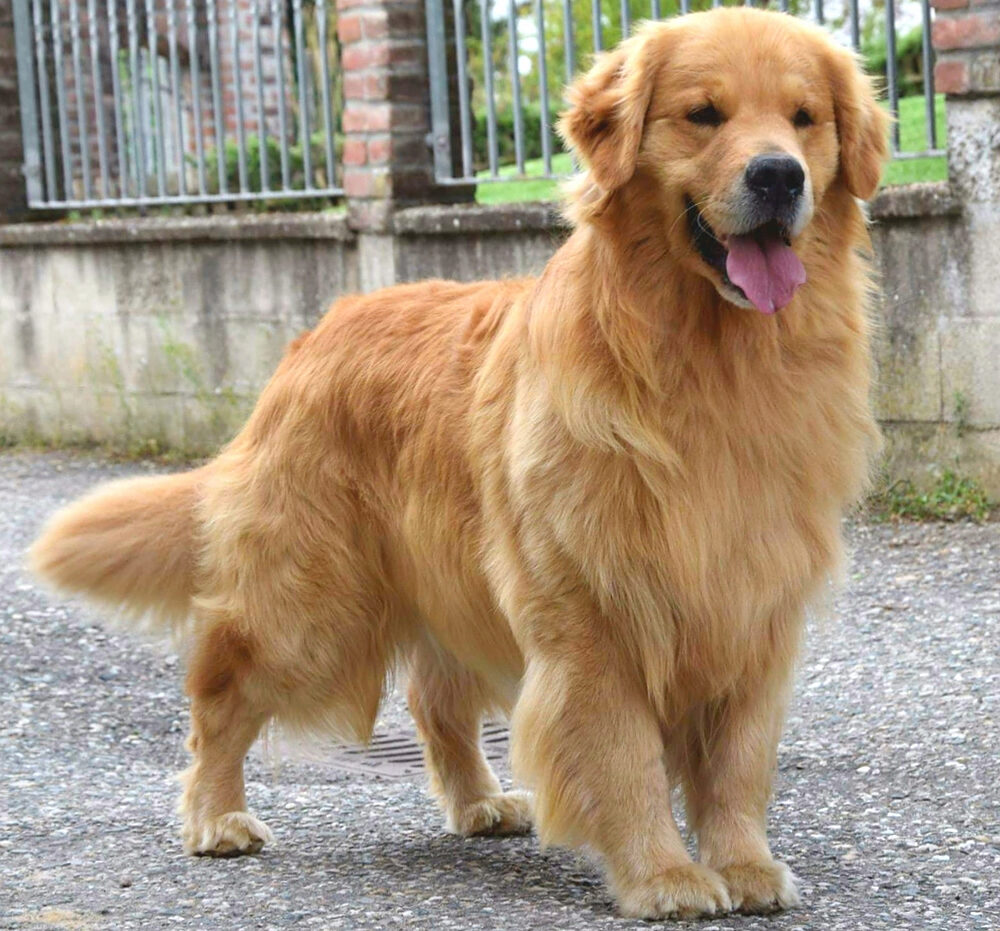 cane