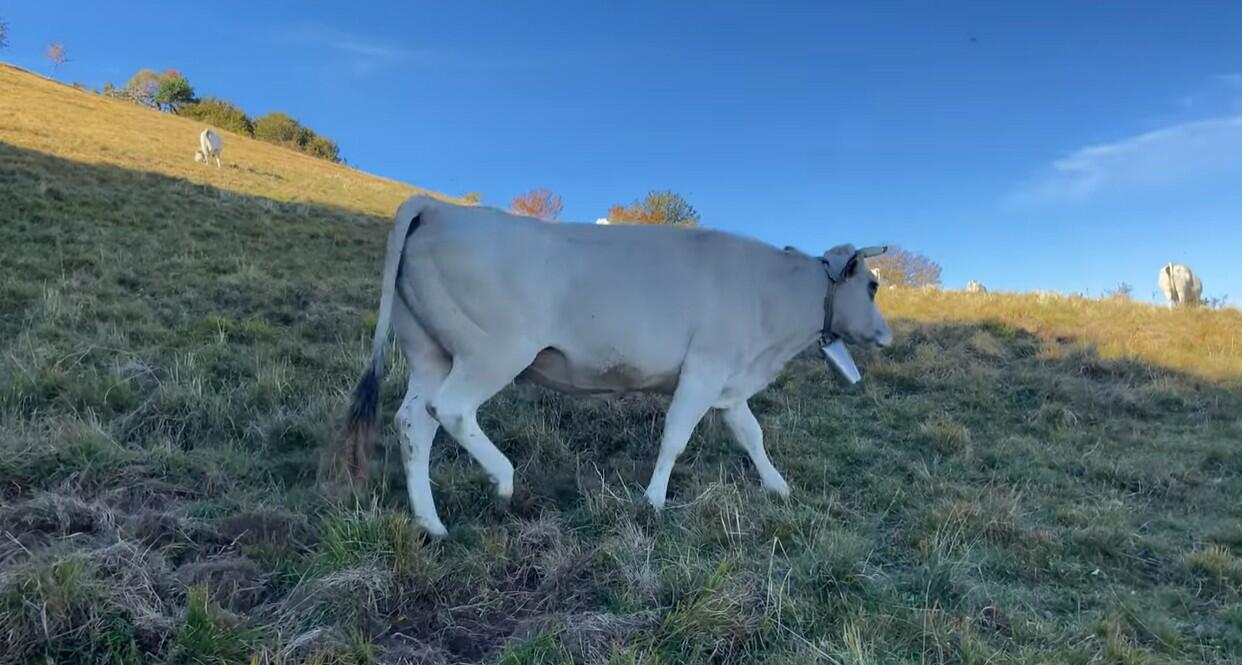 cow