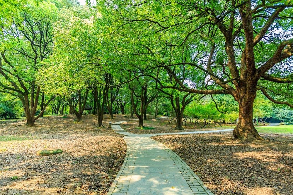 Triante, meno prato per fare parcheggi: cosa cambia e quanti alberi arriveranno