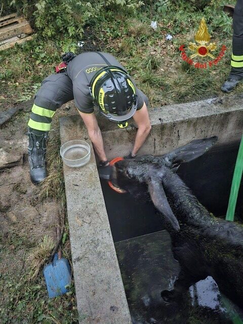 Asina recuperata da Vigili del Fuoco