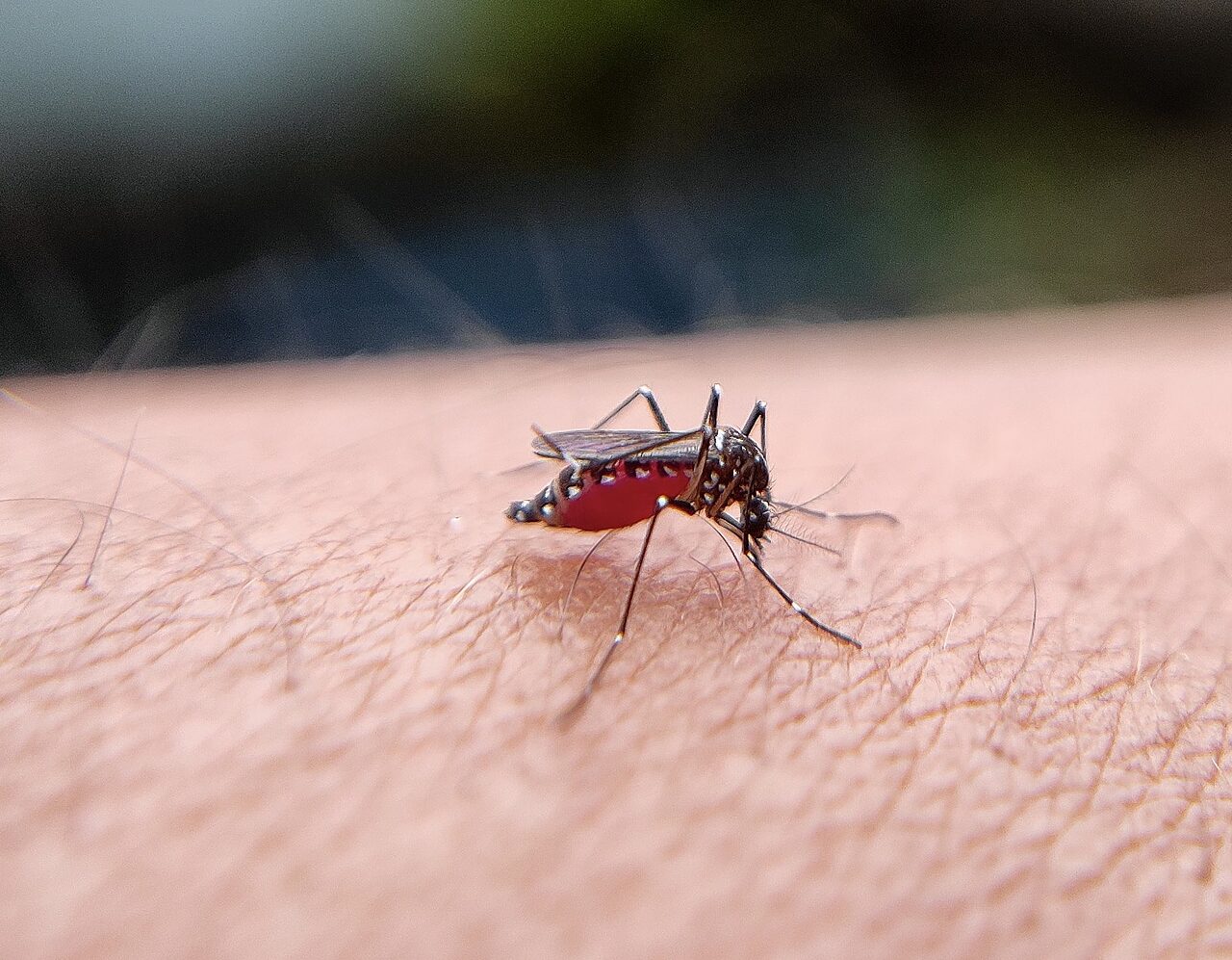 dengue