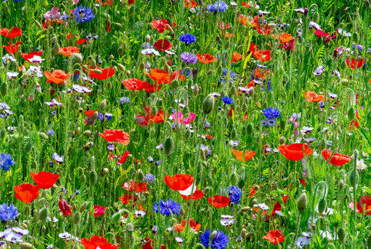 Monza in Fiore 2026, il centro si riempie di colori: due giorni tra fiori, mercatini e workshop