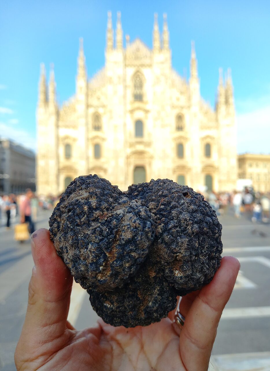 Cani tartufo