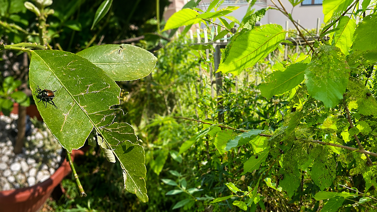 japonica
