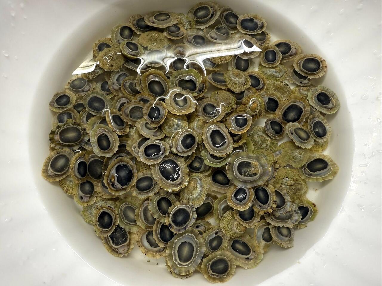 patelle in acqua di mare