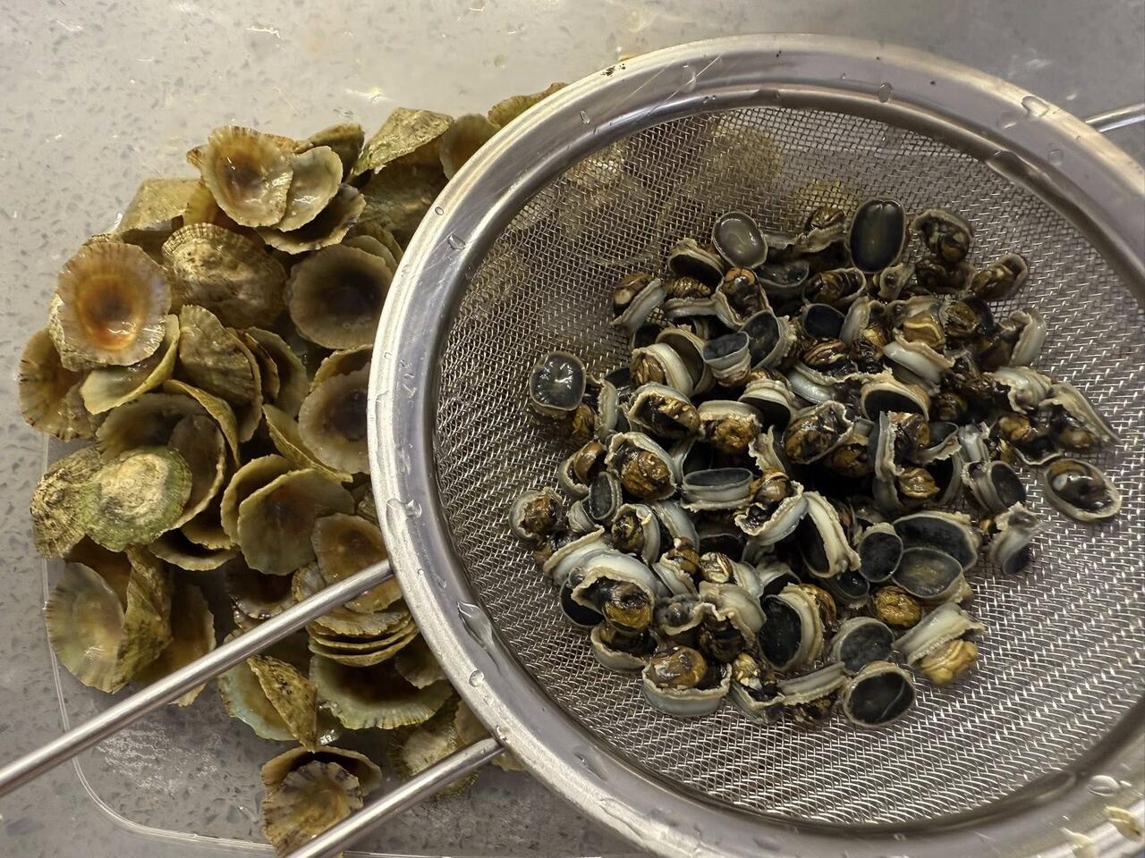 distaccamento gusci delle patelle