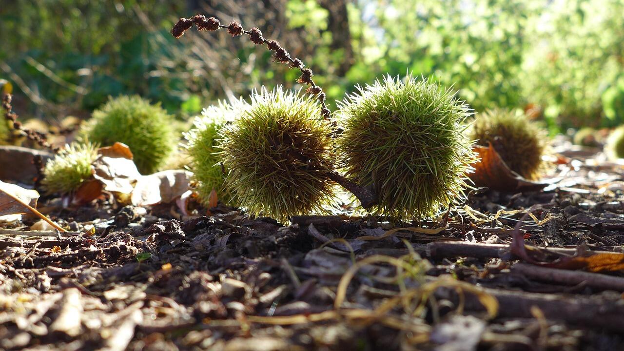 Castagne il superfood dell’autunno, 5 ricette lampo