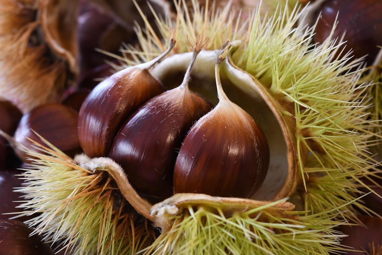 riccio di castagne