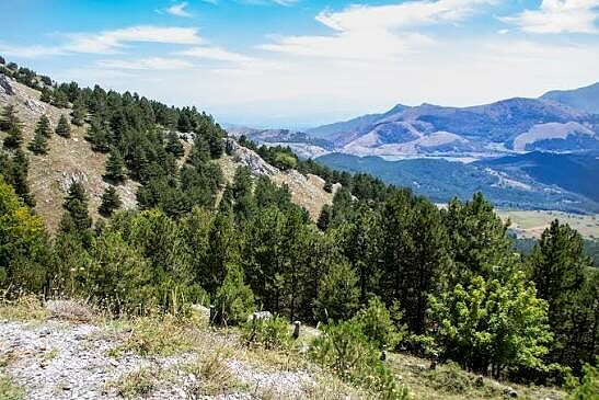 I boschi nel Parco nazionale della Sila