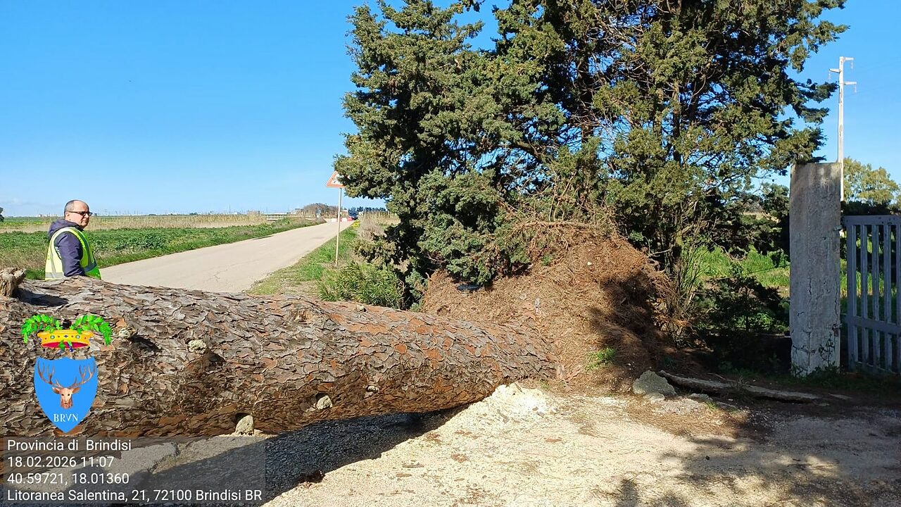 albero caduto brindisi