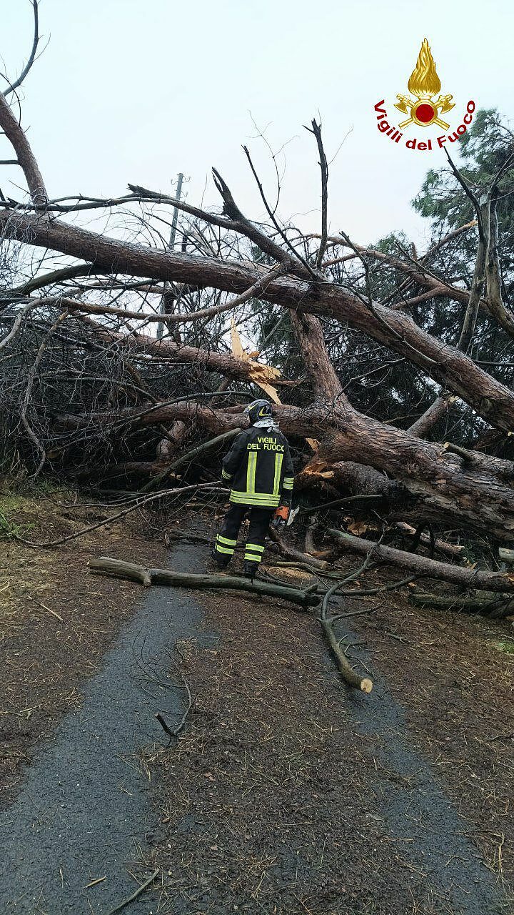 albero caduto strada francavilla