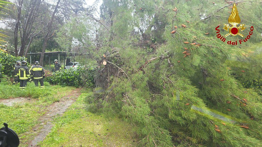 albero caduto per maltempo