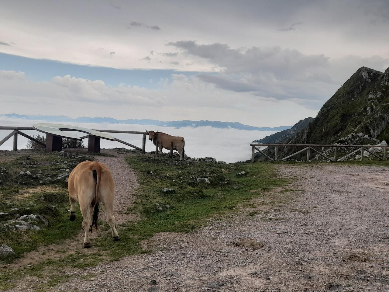 I pascoli e lo scenario bucolico de l'Angliru © Umberto Bettarini
