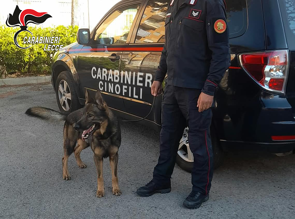 Droga tra Melendugno e Borgagne: due arresti, decisivo il cane Eros