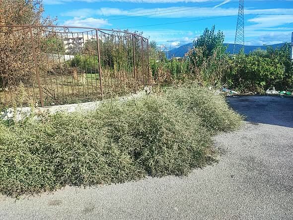 erba alta