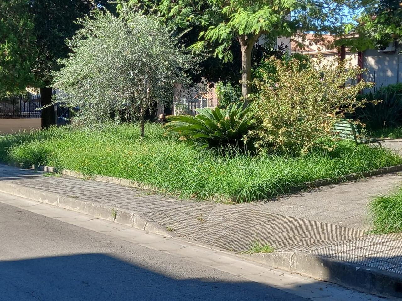 erba alta
